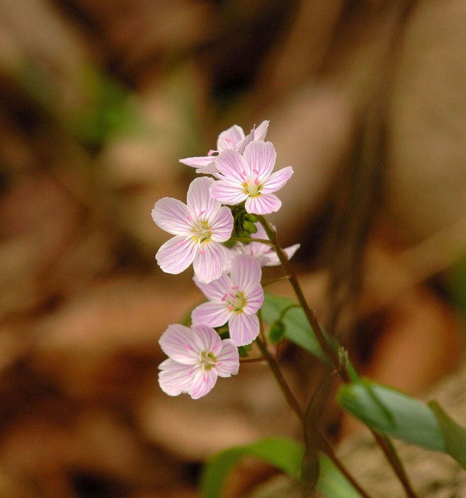 Spring-Beauty growing in Heron's Rookery.