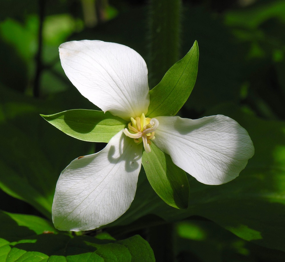 White Trillium growing in Heron Rookery.