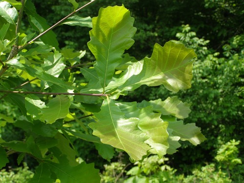 Close up of a group of four lobed swamp white oak leaves with the forest floor in the background