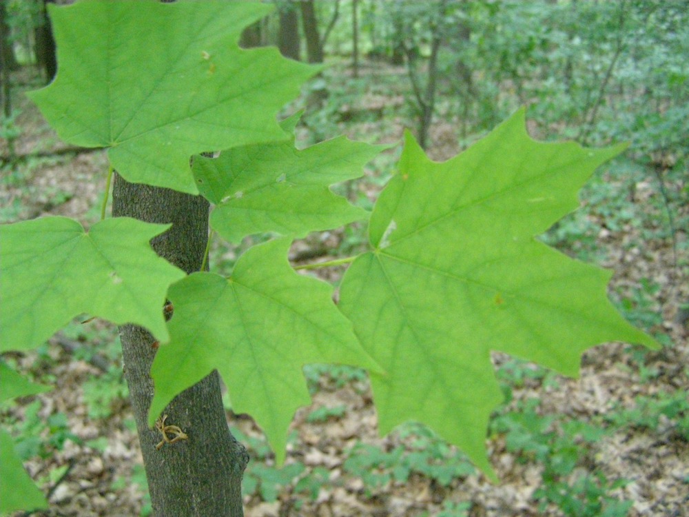 Group of five leaves of a sugar maple close up, with the forest floor in the background