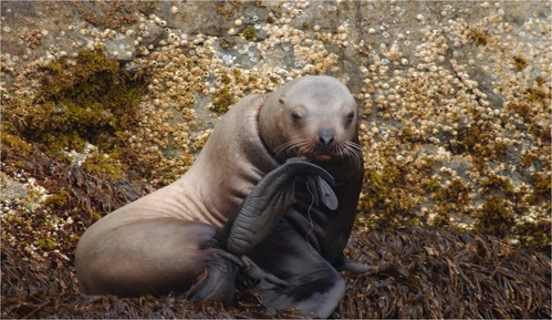 An adult Steller sea lion sits on a barnacle-covered rock. It licks its foot