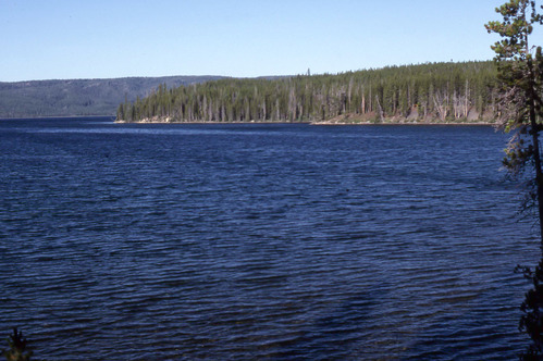 Lake surrounded by conifer forests
