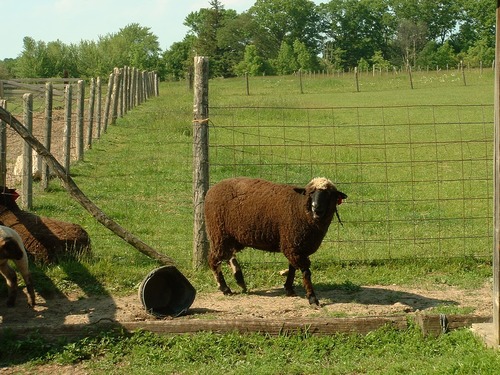 Cross-bred Sheep at Chellberg Farm.