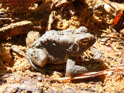 An American toad at Chattahoochee River National Recreation Area
