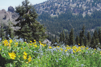 Wildflowers near Little Hot Springs Valley. A view of colorful yellow and purple wildflowers on the side of a cliff next to the road with Little Hot Srings Valley below.