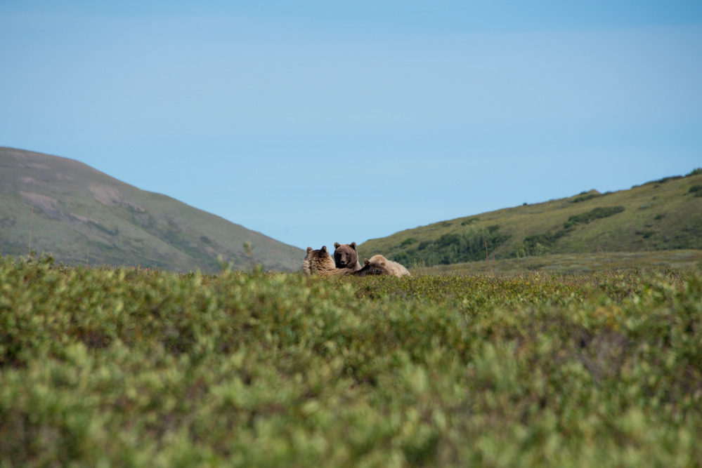 three bears laying in a pile on a hill under a blue sky