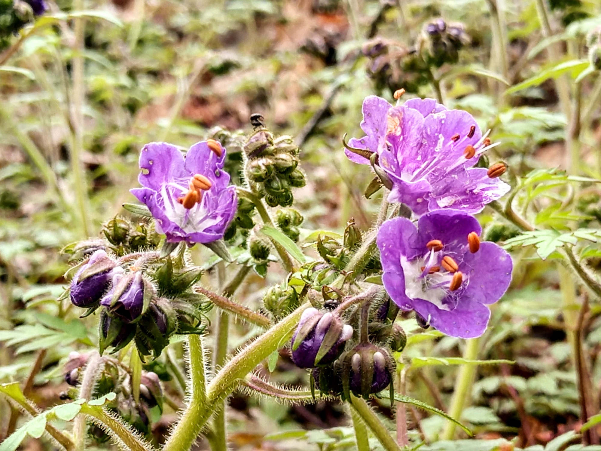 Native: begins blooming in early spring.