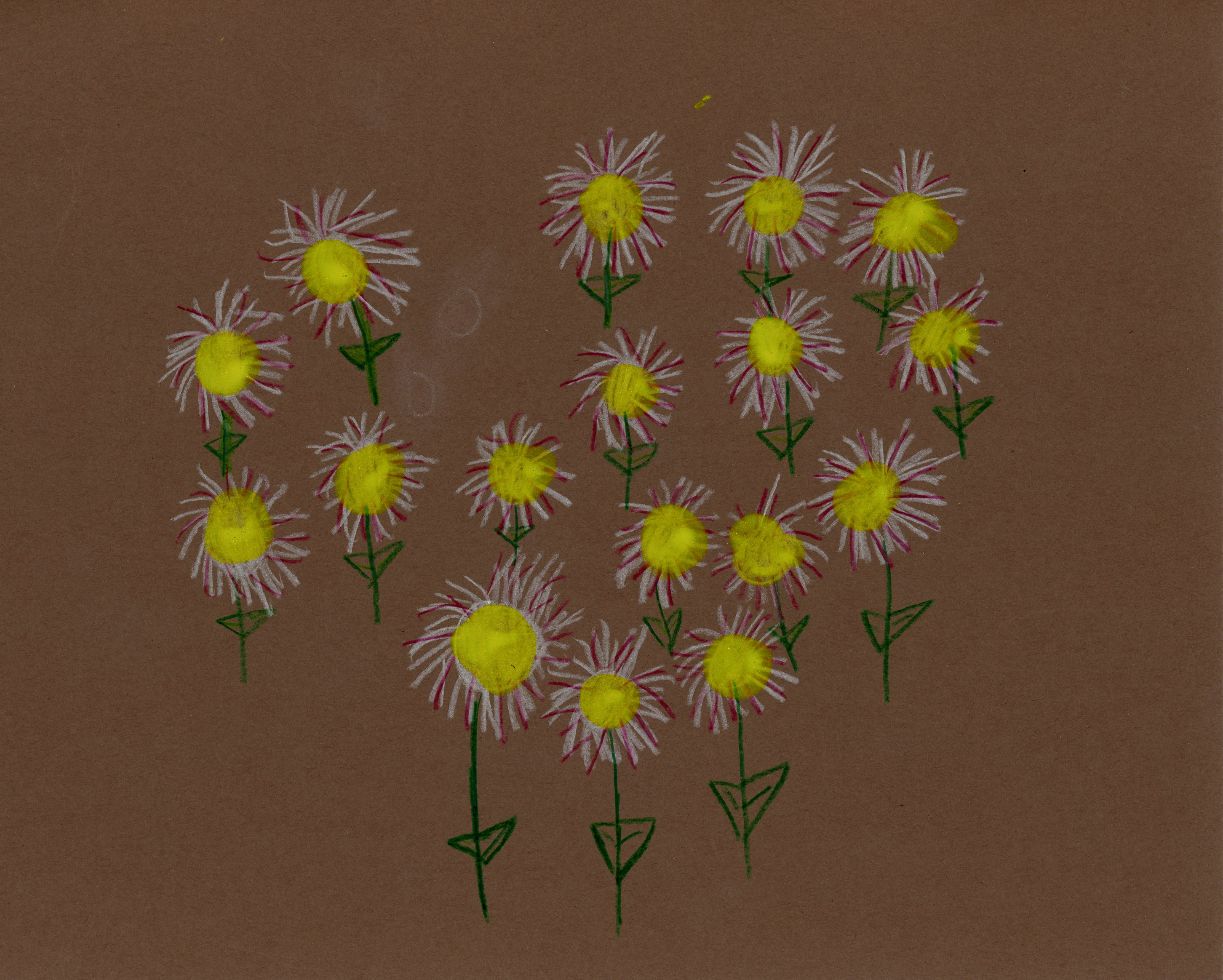 drawing of white flowers with green stems on a brown background