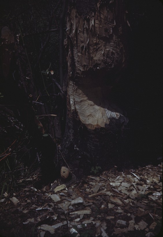 tree eaten by beaver