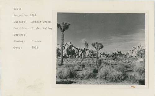 Black and white image of Joshua Trees