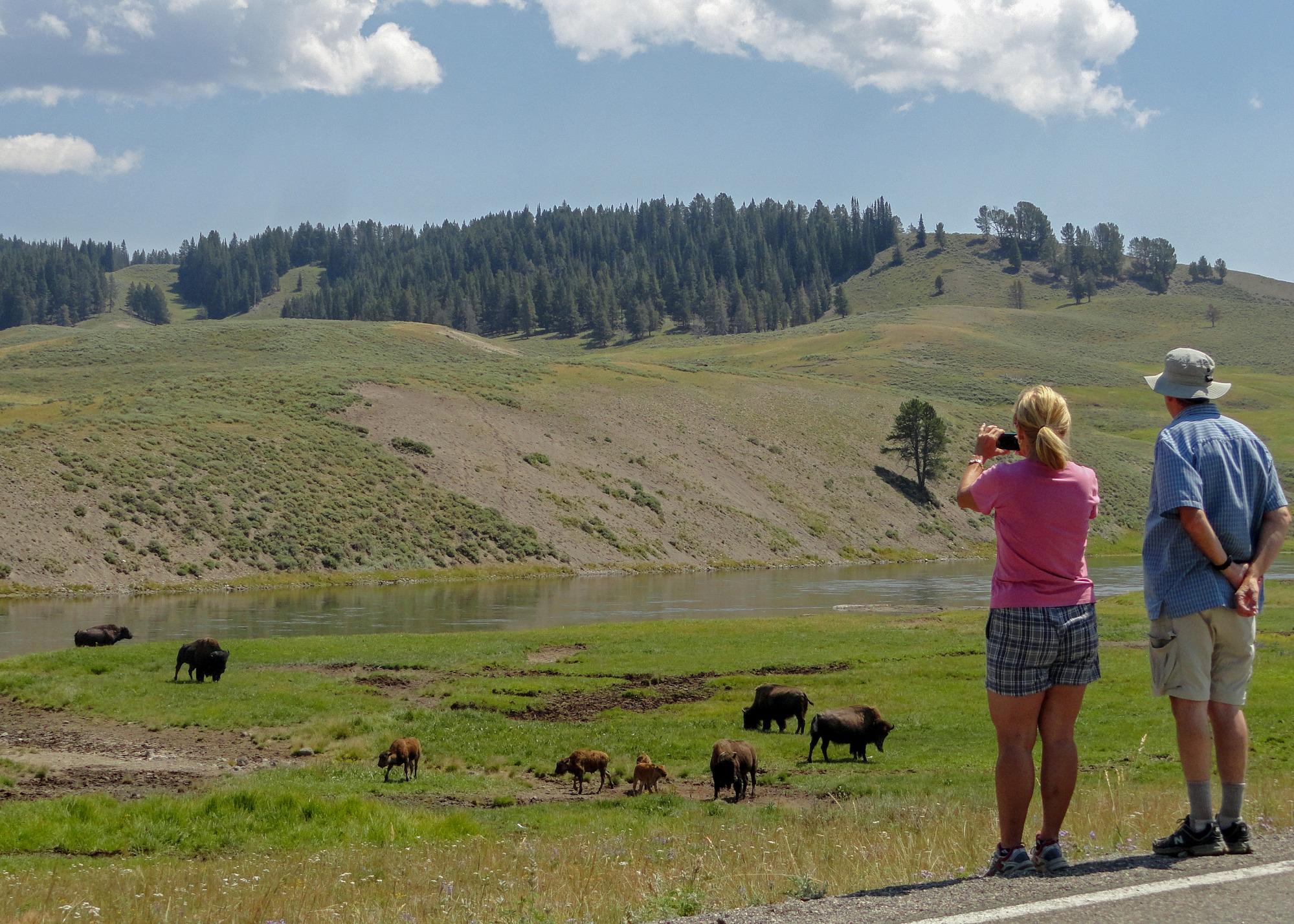 A man and woman look at and photograph bison in the distance.