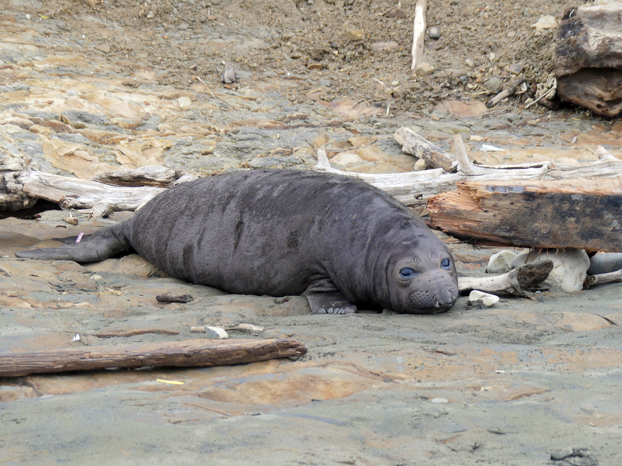 A plump, round-faced elephant seal pup faces the camera. A small light-pink tag is visible on its rear flipper.