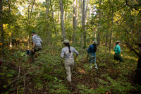 Four biologists each walk in different directions in the wood. One looks up at a tree