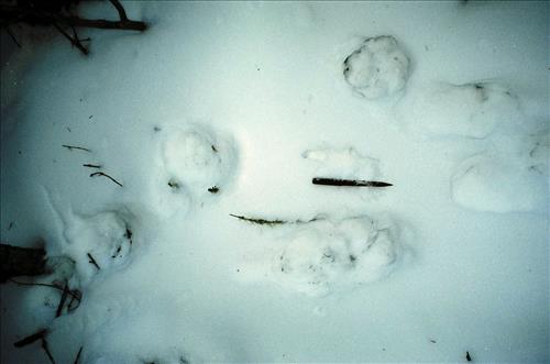 Moose Browse Collection, Yukon-Charley Rivers, 2003 2