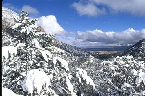 Snow covers oak and pine trees atop Montezuma Pass.
