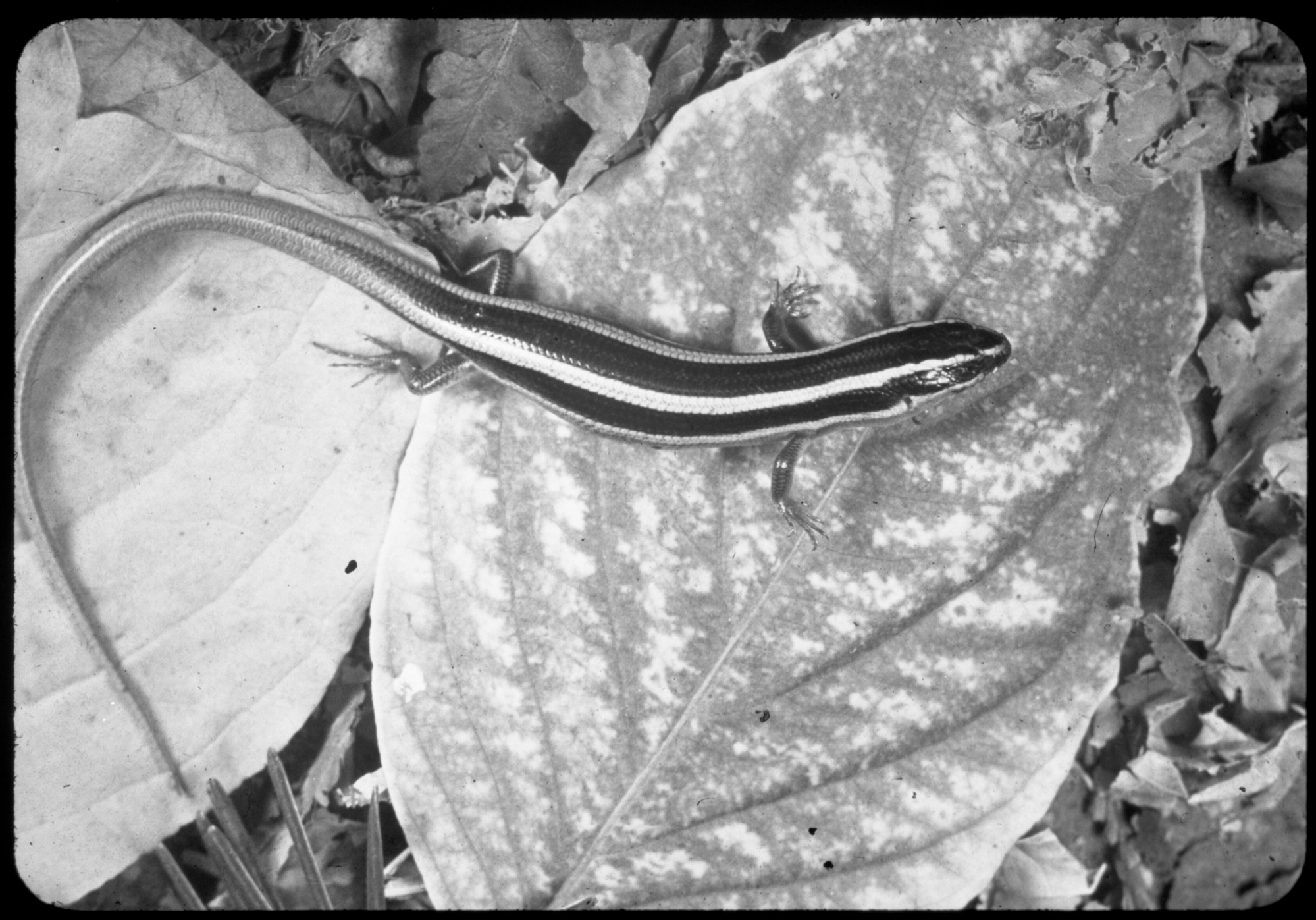 Reptiles and amphibians