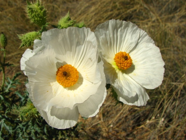 Bluestem prickly poppy