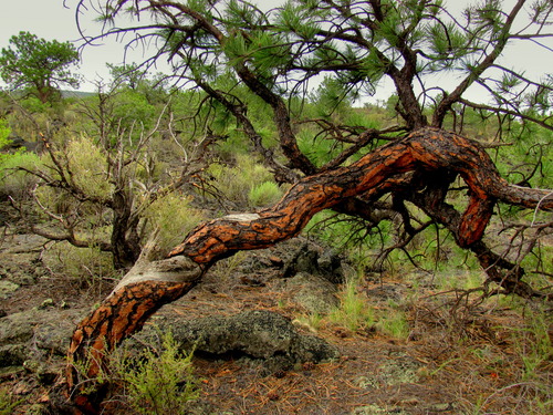 A pine tree with orange and red bark on a twisted trunk grows sideways above the ground.