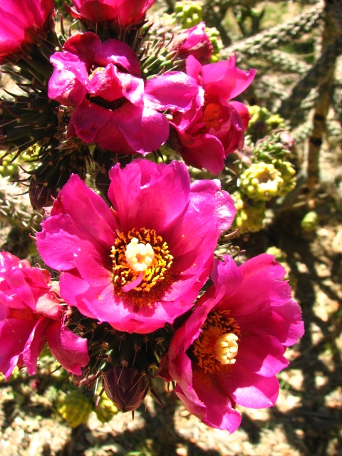 Cane cholla flower