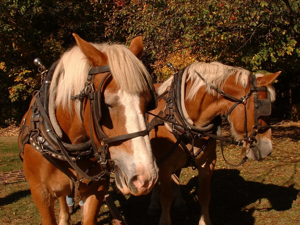 Belgian horses at Chellberg Farm.