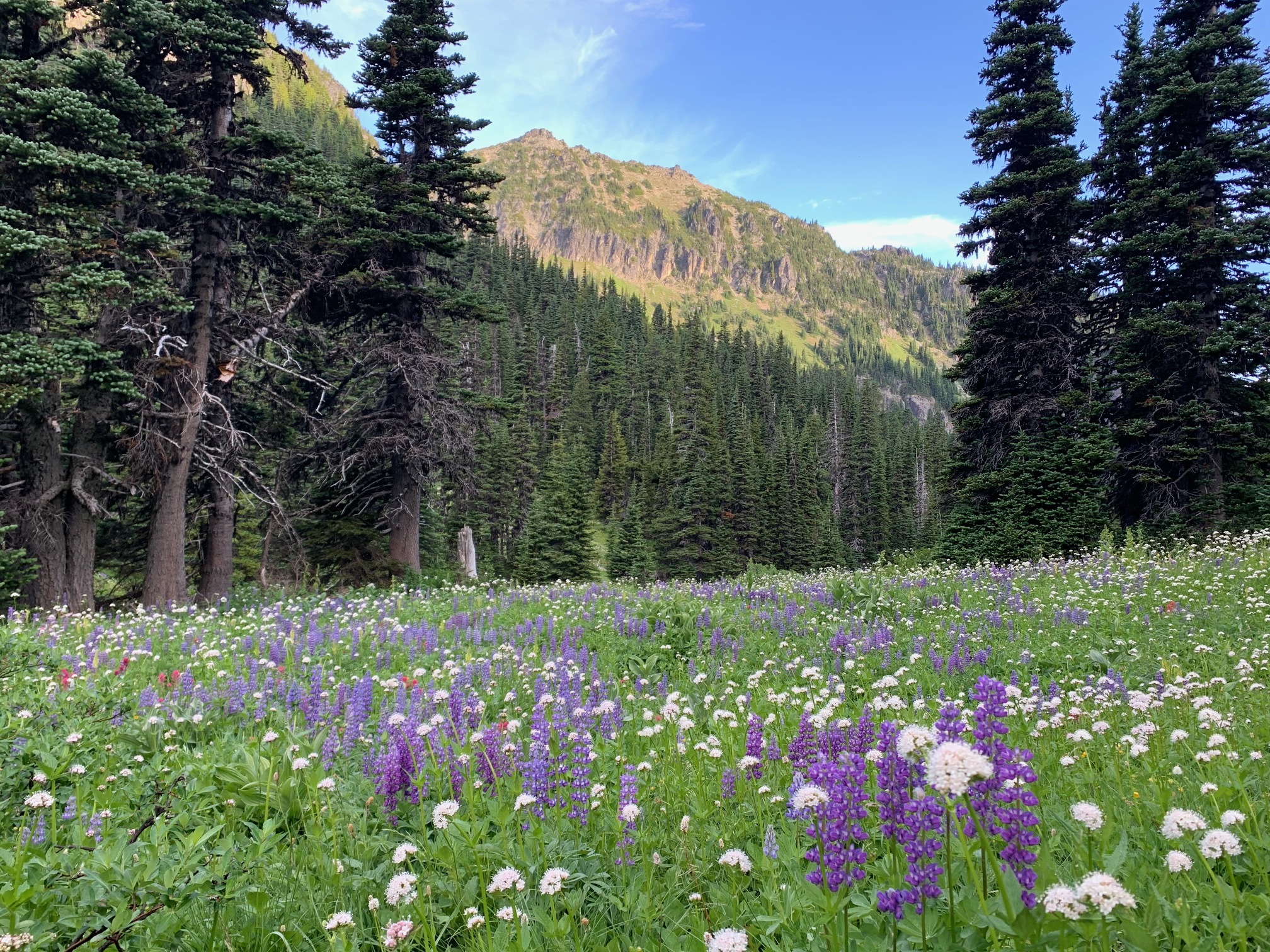Colorful white and purple flowers fill a meadow next to a forest slope and rock ridge. 