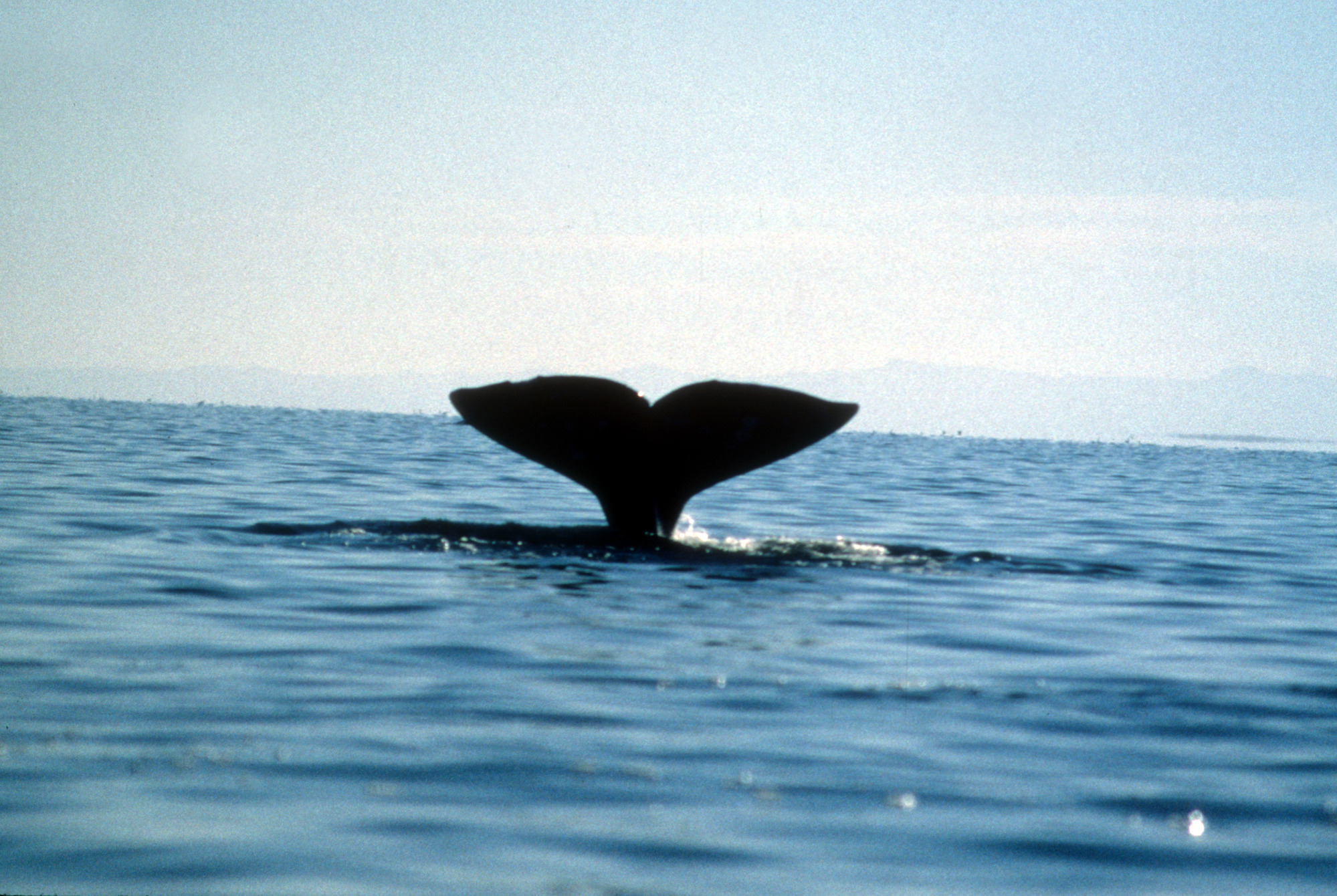 Gray Whale Tail