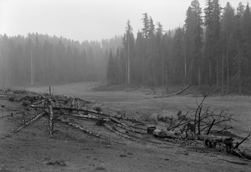 Timber cut along meadow at Cuneo's.
