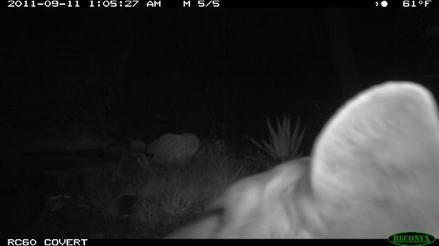 A mammal visits the water hole, but what kind of mammal?