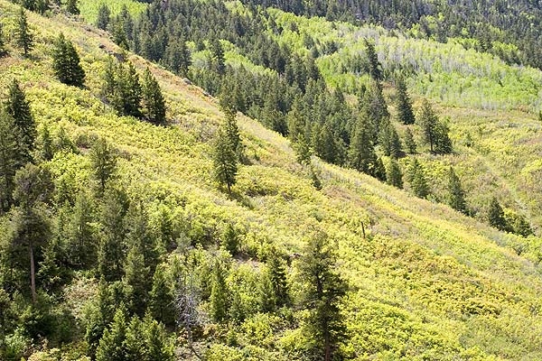 The lush green hillsides at Kokanee Bay, the turn around point of the boat tour.