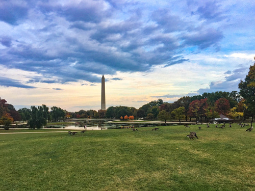 Flock of geese in front of a large pond with the Washington Monument in the distance
