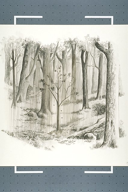 A virgin forest of mixed hardwoods on Kings Mountain as it may have appeared at the time of the battle (1780).