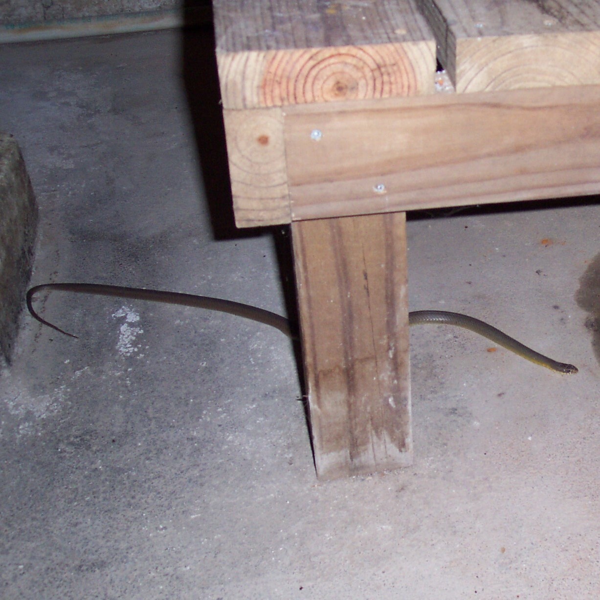 Slender olive snake with greenish-yellow belly under a table.