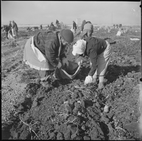 Evacuee farmers filling sacks with newly dug potatoes at this relocation center