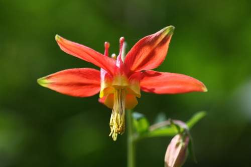 A up-close image of a columbine flower.