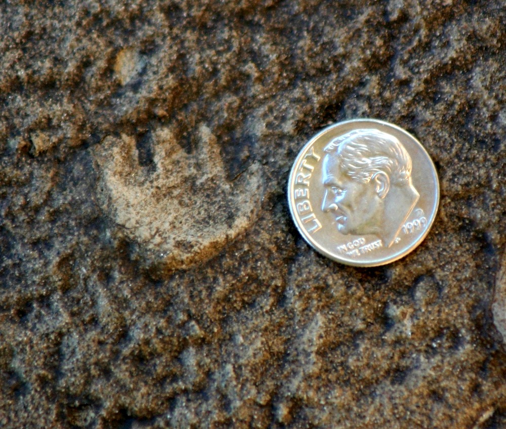 190-million-year-old mammal tracks discovered in 2009