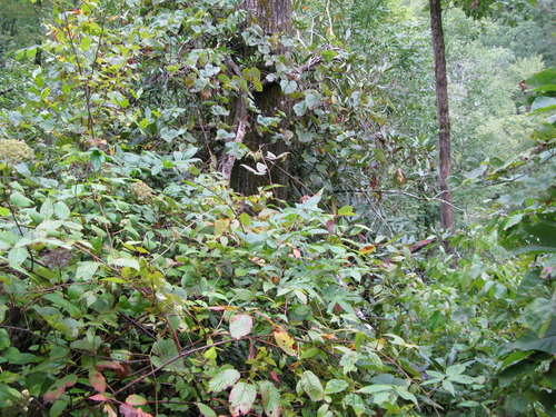 GRSM Accuracy Assessment. Plot Code: GRSM_AA_0147_5