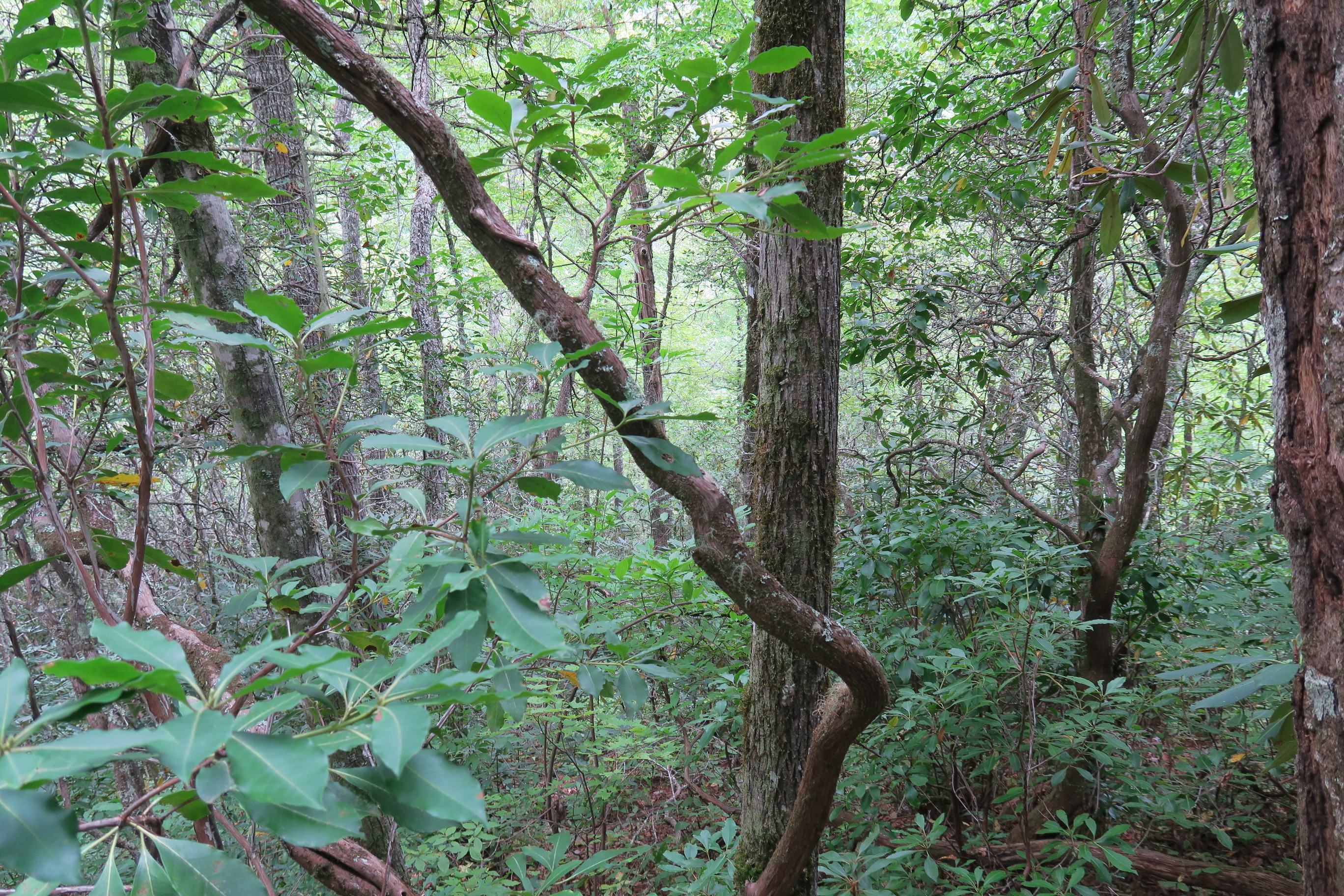 GRSM Accuracy Assessment. Plot Code: GRSM_AA_0804_3