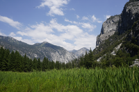 Green grass grows in the foreground, in the midground there is a forest of trees. In the background loom large granite mountains dotted with trees. 