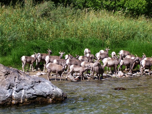 Bighorn sheep on the bank of the Green River