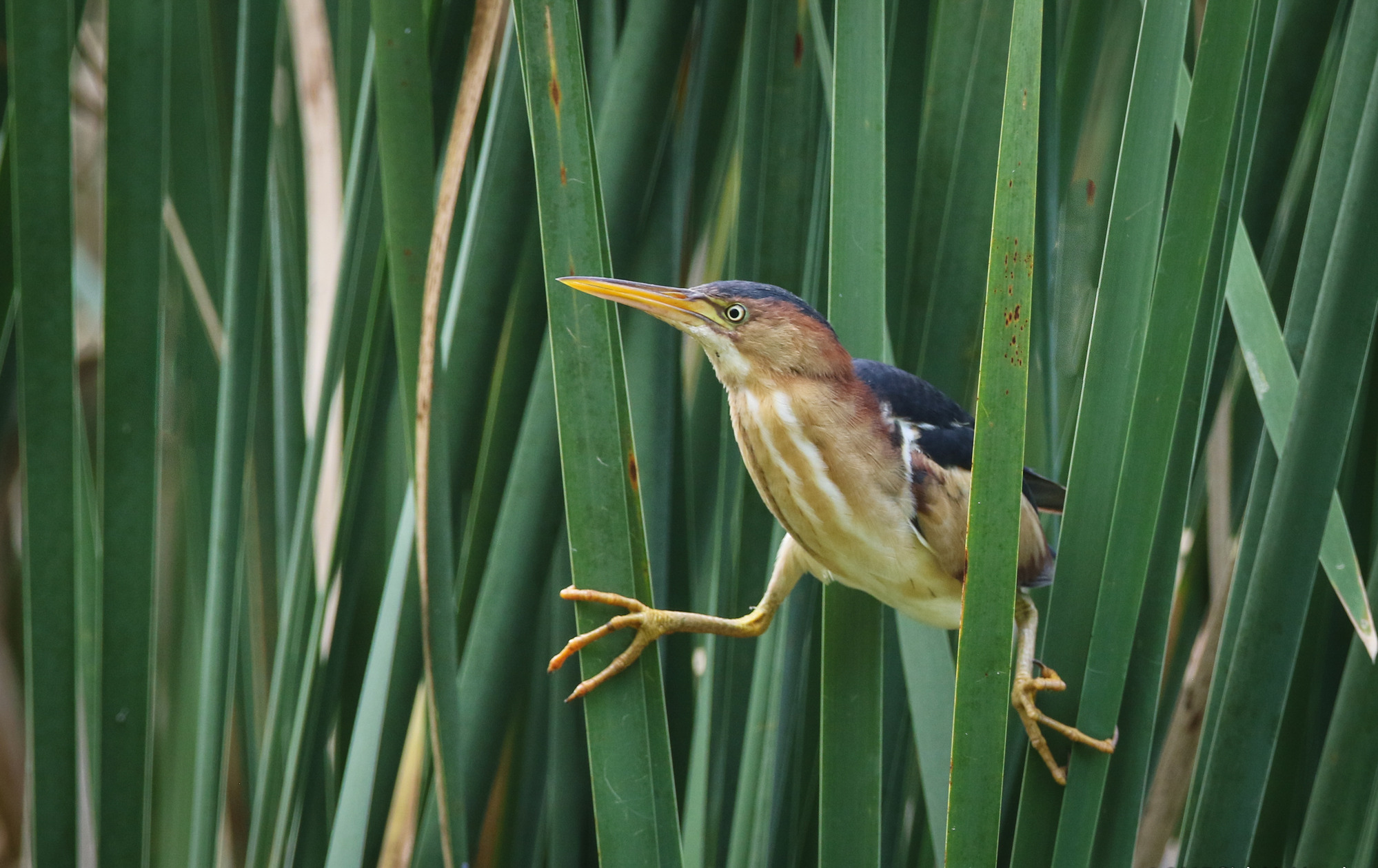 A least bittern peeks out from a wall of tall, green cattails. Its legs are splayed out, the three long toes on each foot gripping the sides of the reeds.