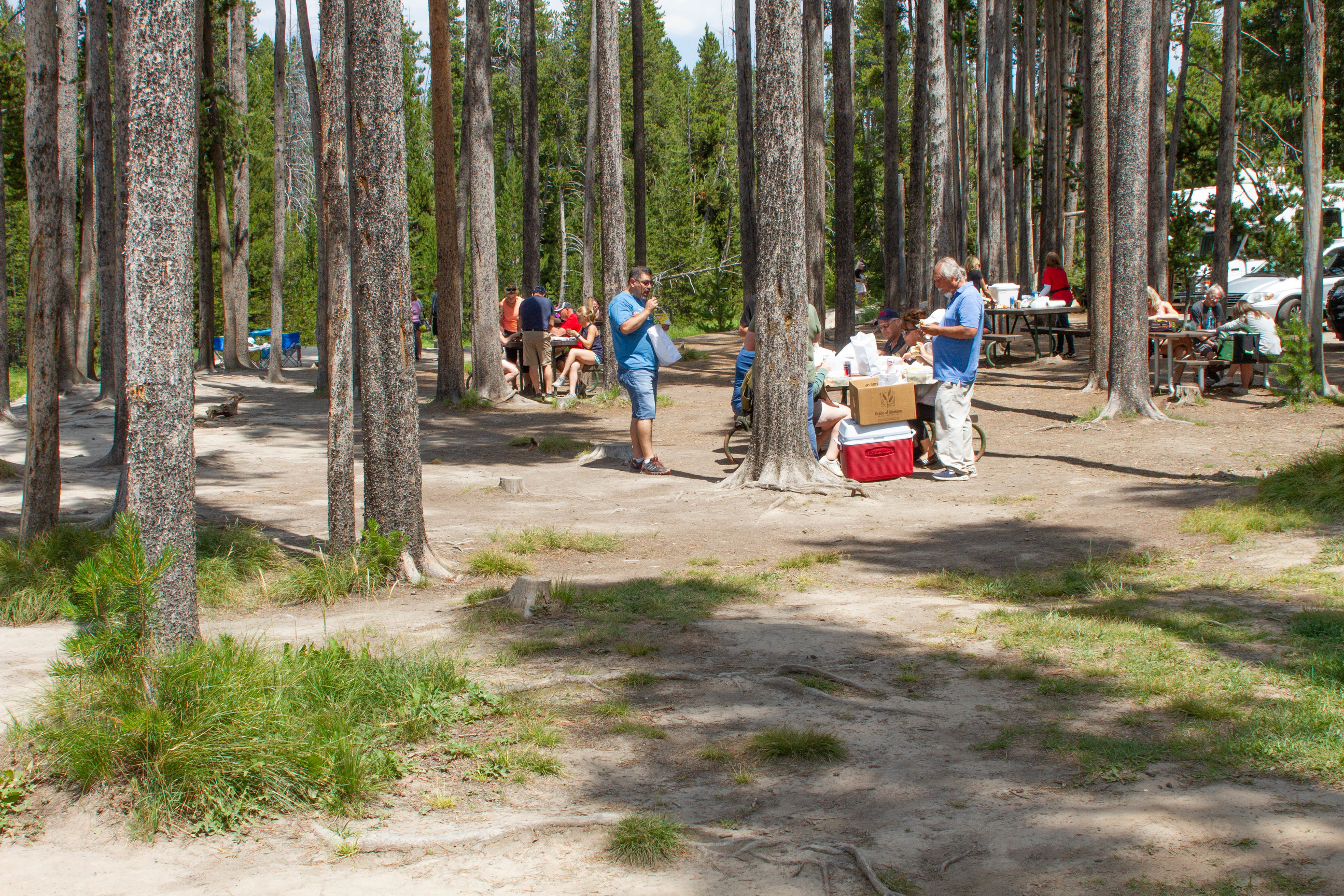 People at several tables in the sparse group of trees