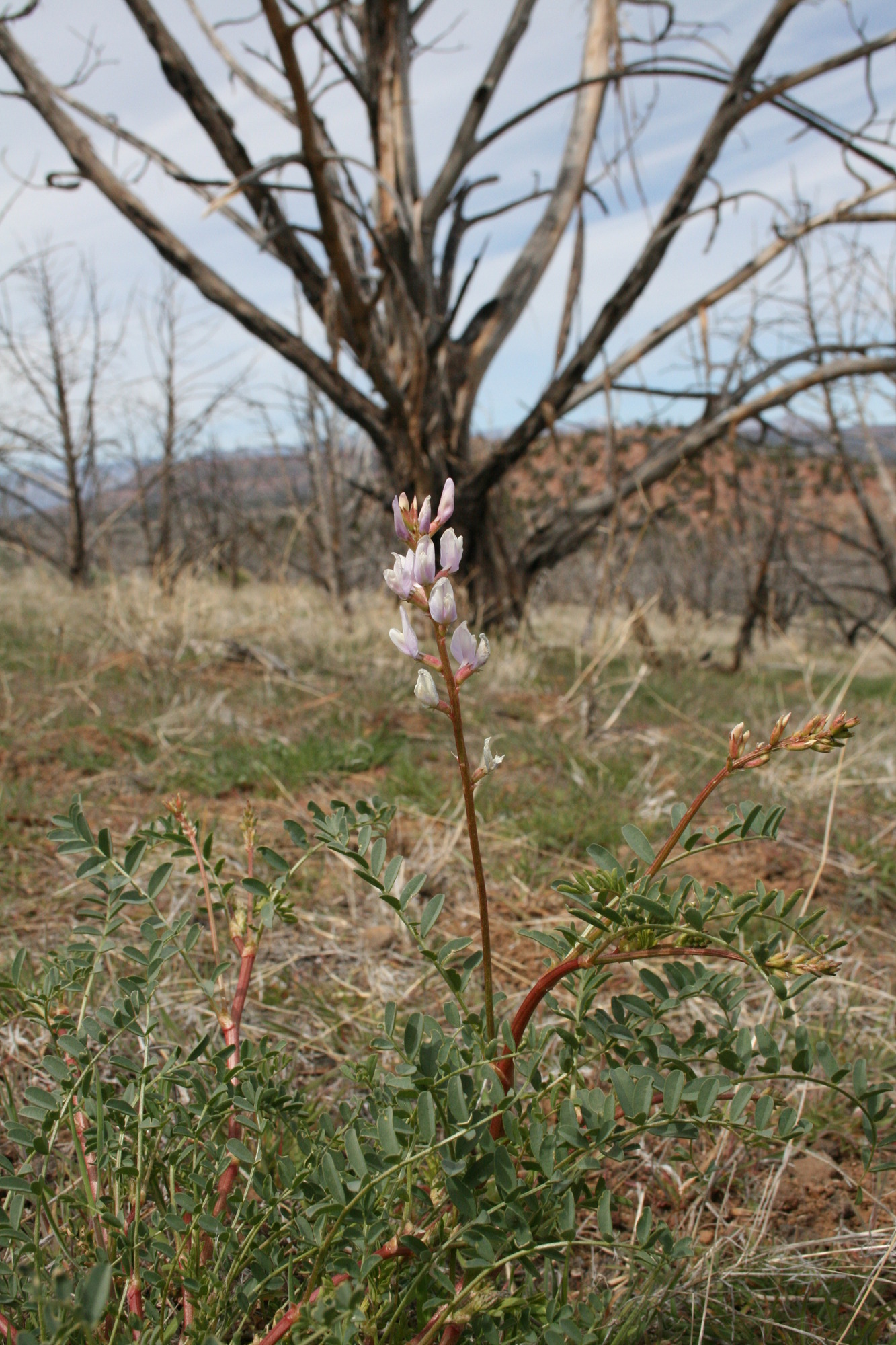 Astragalus ampullarius, Gumbo milkvetch