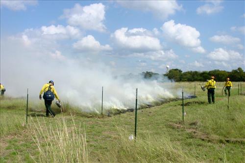 Experimental plots for King Ranch Bluestem research project at Lyndon B. Johnson NHP in 2004