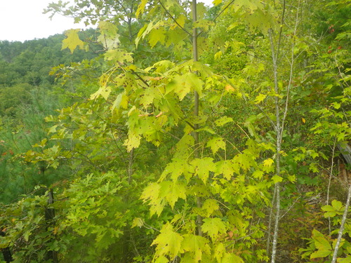 GRSM Accuracy Assessment. Plot Code: GRSM_AA_0588_5