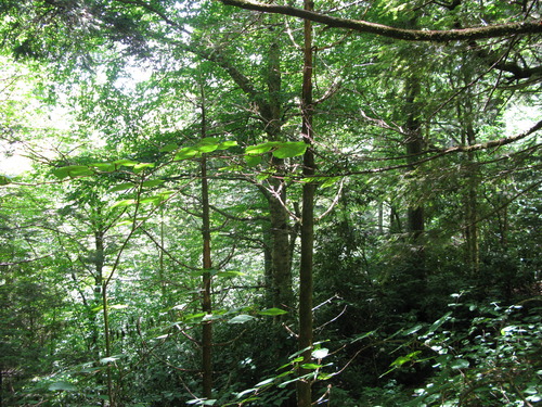 GRSM Accuracy Assessment. Plot Code: GRSM_AA_0928_4