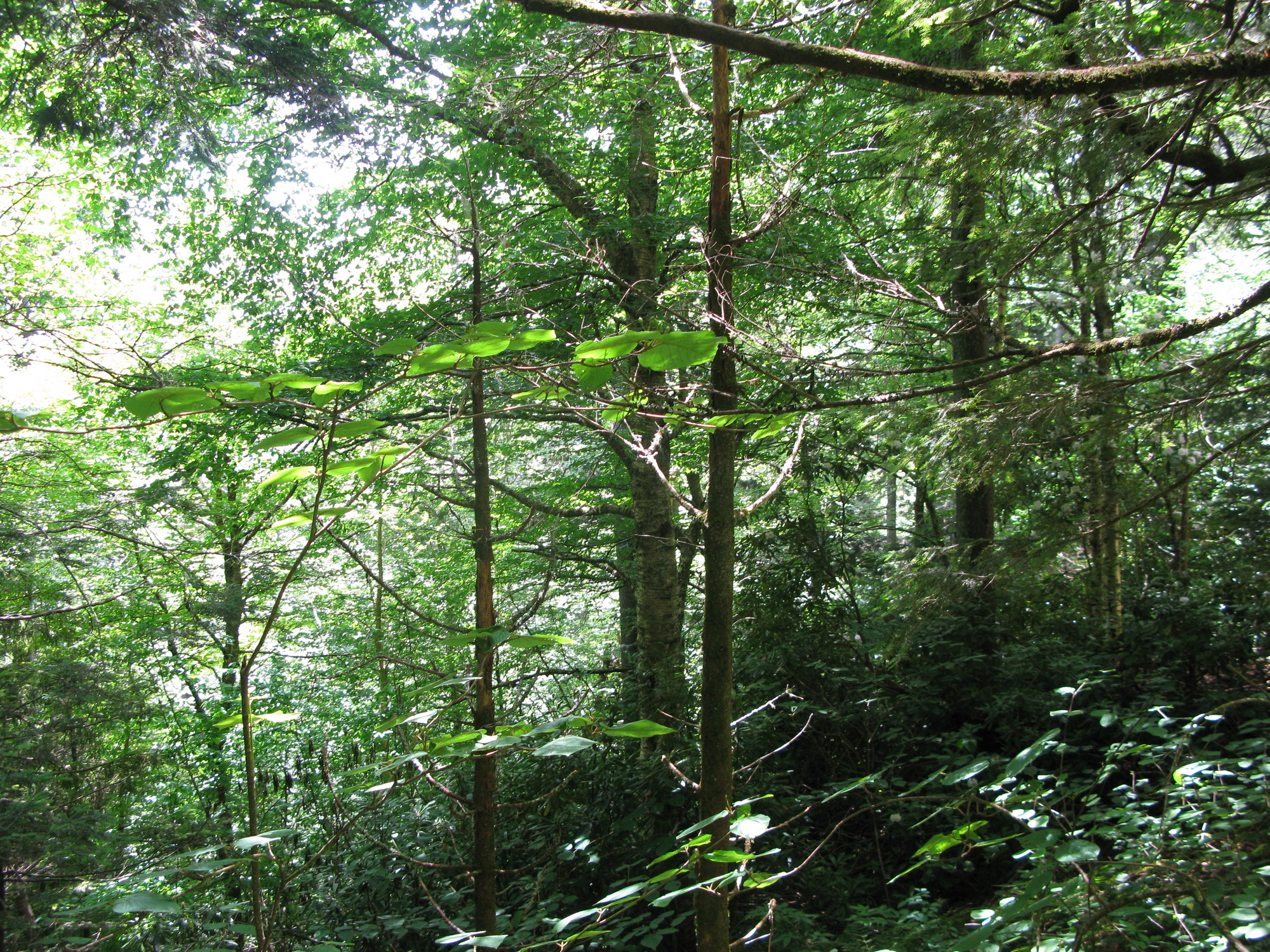 GRSM Accuracy Assessment. Plot Code: GRSM_AA_0928_4