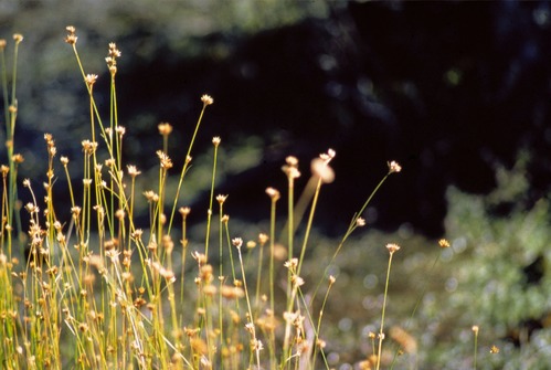 Picture of plants in Pinhook Bog.