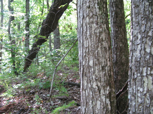 GRSM Accuracy Assessment. Plot Code: GRSM_AA_0235_5