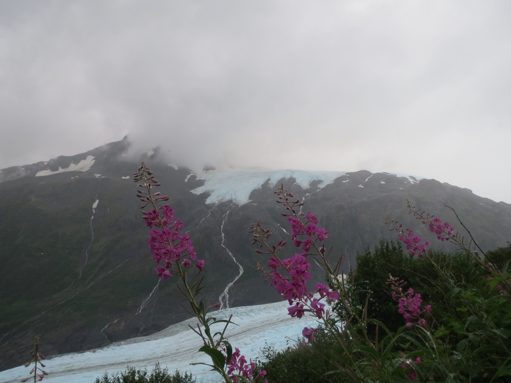 Common fireweed blooms in the foreground with Exit Glacier in the background.