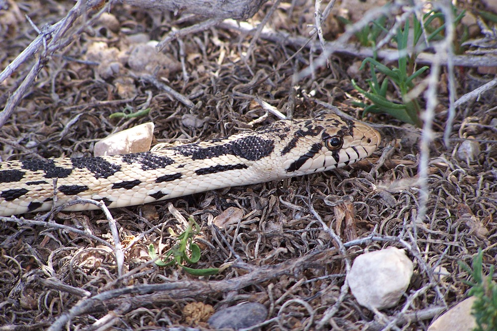 Bull or gopher snake